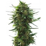 NUKA seeds AUTOMATON semena neobsahují THC 3 ks – Zboží Mobilmania