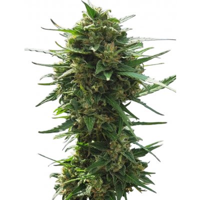 NUKA seeds AUTOMATON semena neobsahují THC 3 ks – Zboží Mobilmania