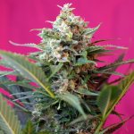 Sweet Seeds Big Devil XL AUTO semena neobsahují THC 3 ks – Sleviste.cz