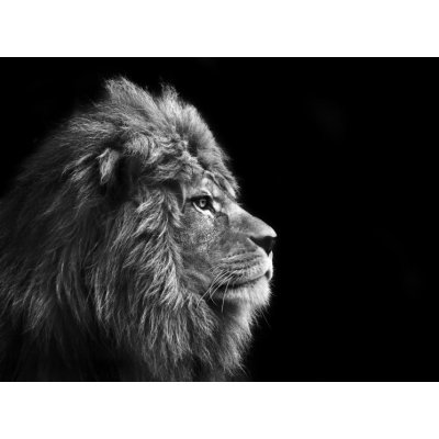 WEBLUX 31175850 Fototapeta vliesová Stunning facial portrait of male lion on black background in bla Ohromující obličej portrét lva na černém pozadí v bla rozměry 270 x 200 cm