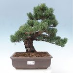 e-bonsai Venkovní bonsai - Pinus parviflora - Borovice drobnokvětá – Hledejceny.cz