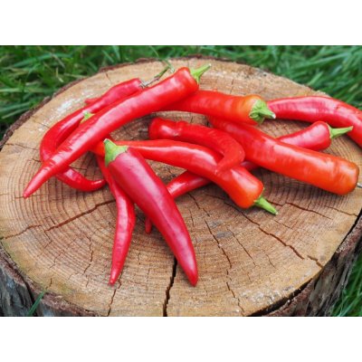 CHILLIMAT Semínka chilli Cayenne red 10 ks