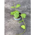 Hoya Kerrii zelená 12 cm (Raritní rostlina) – Hledejceny.cz