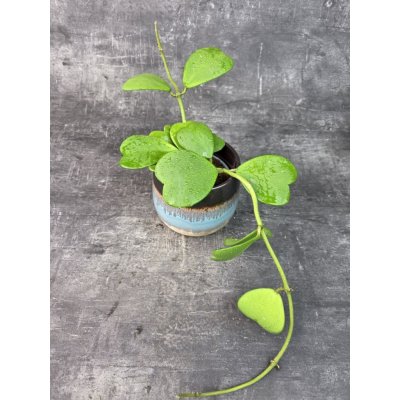 Hoya Kerrii zelená 12 cm (Raritní rostlina) – Hledejceny.cz