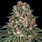 Barney's Farm Tropicanna Banana semena neobsahují THC 10 ks – Sleviste.cz