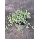 Sedum sieboldii ‘Mediovariegatum’ 12 cm (panašovaný rozchodník s převislými výhony) – Sleviste.cz