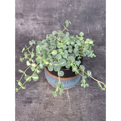 Sedum sieboldii ‘Mediovariegatum’ 12 cm (panašovaný rozchodník s převislými výhony) – Sleviste.cz