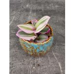 Tradescantia Albiflora Nanouk mini – Zbozi.Blesk.cz