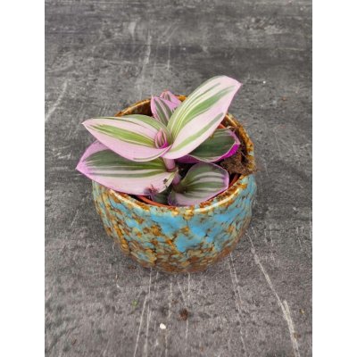 Tradescantia Albiflora Nanouk mini – Zbozi.Blesk.cz