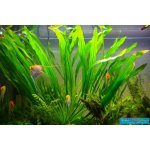 Echinodorus horemanii green - Šípatkovec horemanii green – Hledejceny.cz