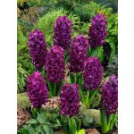 Hyacint 'Woodstock' 3 ks – Sleviste.cz