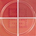 Givenchy Tvářenka Prisme Libre Blush 06 Flanelle Rubis 6 g – Zboží Dáma Givenchy Tvářenka Prisme Libre Blush 06 Flanelle Rubis 6 g – Zboží Dáma