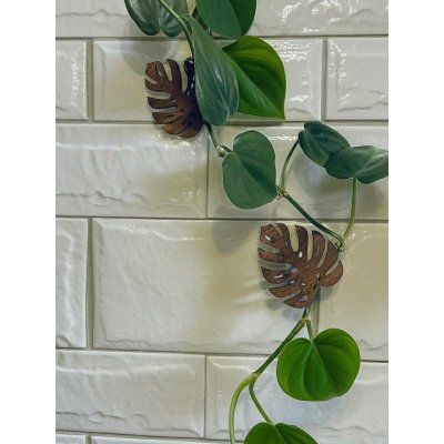 WoodenBotanery Úchytky na plazivé rostliny Monstera Mini 10 ks – Hledejceny.cz