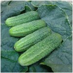 Okurka nakládačka Everest F1 - Cucumis sativus - semena - 15 ks – Zboží Mobilmania