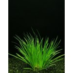 Acorus gramineus – Zboží Mobilmania