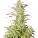 Fastbuds Z-Up Auto semena neobsahují THC 1 ks – Zboží Mobilmania