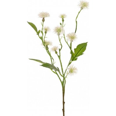 Chrpa bílá/Centaurea větvička 9 květů, 2 pupeny, 55cm – Zboží Mobilmania