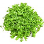 Hemianthus callitrichoides Cuba – Sleviste.cz