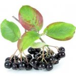 TSUGA Aronia melanocarpa NERO roubovaný kmínek – Hledejceny.cz