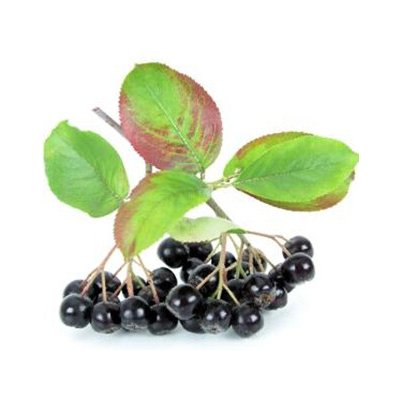 TSUGA Aronia melanocarpa NERO roubovaný kmínek – Hledejceny.cz