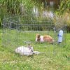Klec pro hlodavce Trixie Pozinkovaná venkovní ohrada pro králíky a morčata 126 x 58 cm