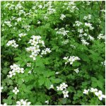 Potočnice lékařská - Nasturtium officinale - osivo potočnice - 250 ks – Zboží Dáma