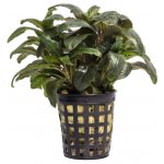 Staurogyne sp. Bihar – Hledejceny.cz