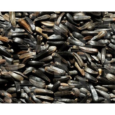 Versele-Laga Niger 20 kg – Zboží Mobilmania