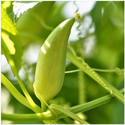 Gigantická ačokča - Cyclanthera pedata - prodej semen - 5 ks