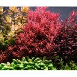 Rotala rotundifolia Blood Red – Zboží Dáma