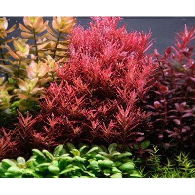 Rotala rotundifolia Blood Red – Zboží Dáma