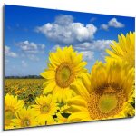 Skleněný obraz 1D - 100 x 70 cm - Some yellow sunflowers against a wide field and the blue sky Některé žluté slunečnice proti širokému poli a modré obloze