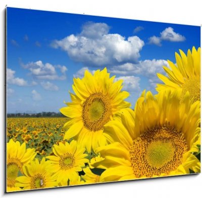 Obraz 1D - 100 x 70 cm - Some yellow sunflowers against a wide field and the blue sky Některé žluté slunečnice proti širokému poli a modré obloze