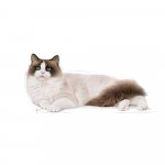 Royal Canin Ragdoll Adult 2 kg – Zboží Dáma