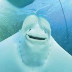 Midi Lidi - Give Masterpiece A Chance – Sleviste.cz