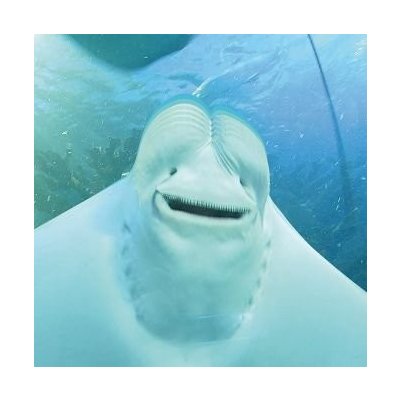 Midi Lidi - Give Masterpiece A Chance – Sleviste.cz