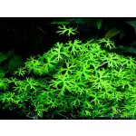 Ranunculus inundatus – Zboží Dáma