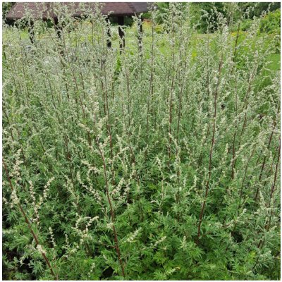 Pelyněk Černobýl - Artemisia vulgaris - semena pelyňku - 0,01 g