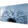 Obraz Plexisklo-obraz Pampeliška Květ Kapky 100x50 cm