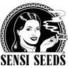 Semena konopí Sensi Seeds Skunk #1 semena neobsahují THC 3 ks