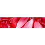 Dimex KI260-056 Samolepící fototapeta do kuchyně Red Petals rozměry 260 x 60 cm – Sleviste.cz