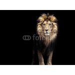 WEBLUX 91596969 Samolepka fólie Portrait of a Beautiful lion Portrét krásného lva lev v temnotě rozměry 100 x 73 cm – Hledejceny.cz