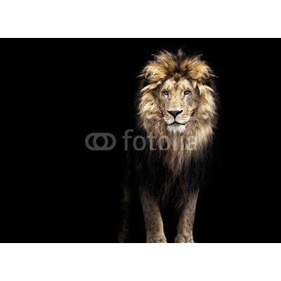 WEBLUX 91596969 Samolepka fólie Portrait of a Beautiful lion Portrét krásného lva lev v temnotě rozměry 100 x 73 cm