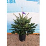 Stromkyonline.cz Živý Stromky v květináčích Jedle Kavkazská 80 100 cm – Hledejceny.cz