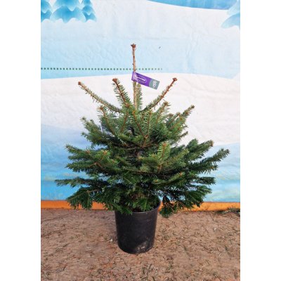 Stromkyonline.cz Živý Stromky v květináčích Jedle Kavkazská 80 100 cm – Hledejceny.cz