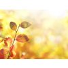 Tapety WEBLUX Fototapeta plátno Beautiful colorful autumn natural background panorama. Orange autumn foliage on blurred gold background glows in sunlight outdoors in nature. Tem 160 x 116 cm