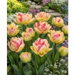 Tulipán 'Wild desire' 5 ks – Zboží Dáma