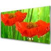 Obraz akrylový obraz Máky Rostlina Příroda 100x50 cm