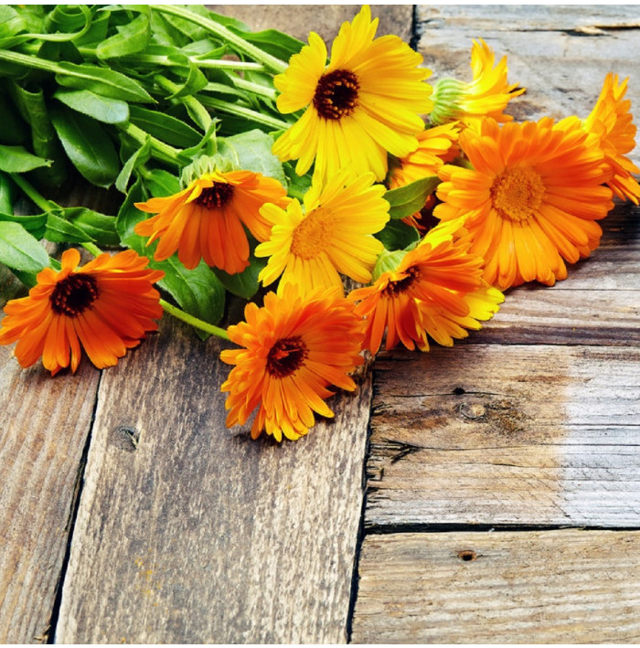 Měsíček lékařský směs barev - Calendula officinalis - semena měsíčku - 30 ks