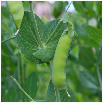 BIO Hrách dřeňový raný Zázrak z Kelvedonu - Pisum sativum - bio semena hrachu - 50 ks